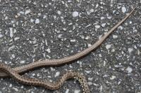 Zamenis longissimus
