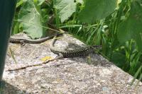 Podarcis muralis