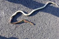 Zamenis longissimus