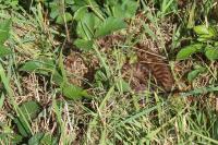Vipera berus