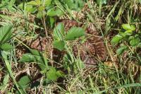 Vipera berus