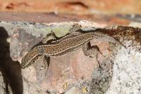 Podarcis muralis