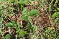 Vipera berus