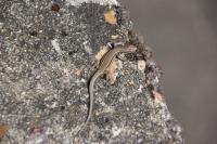 Podarcis muralis