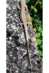 Podarcis muralis