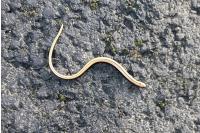 Anguis fragilis