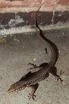 Podarcis muralis