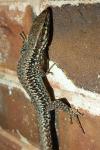 Podarcis muralis