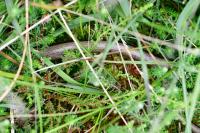 Anguis fragilis