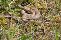Vipera berus