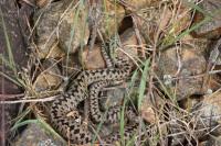 Vipera berus