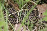 Vipera berus