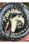 Natrix helvetica