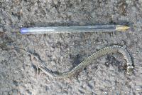 Natrix helvetica