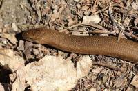 Anguis fragilis