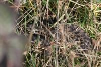 Vipera berus