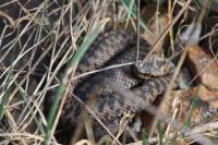 Vipera berus