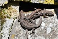 Podarcis muralis