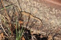 Podarcis muralis