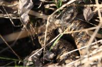 Vipera berus