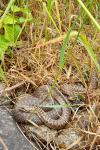Vipera berus