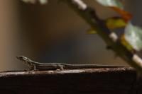 Podarcis muralis