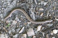 Anguis fragilis