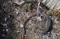 Zootoca vivipara