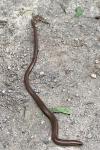 Anguis fragilis