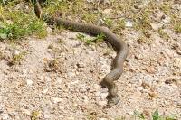 Natrix helvetica