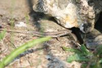 Podarcis muralis