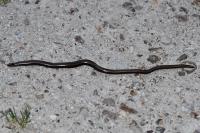 Anguis fragilis