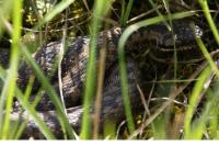 Vipera berus