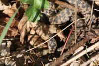 Vipera berus