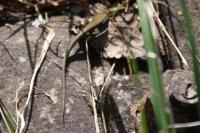 Podarcis muralis