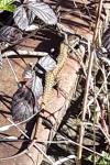 Podarcis muralis