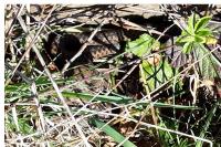 Vipera berus