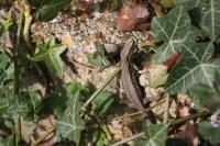 Podarcis muralis