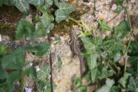 Podarcis muralis