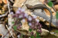Podarcis muralis