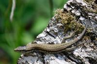Podarcis muralis