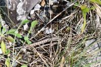 Podarcis muralis