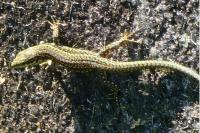 Podarcis muralis