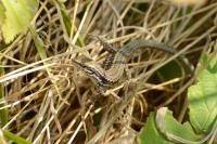 Podarcis muralis