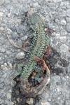 Podarcis muralis
