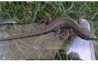 Podarcis muralis