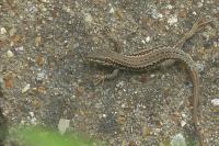 Podarcis muralis