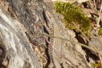 Podarcis muralis