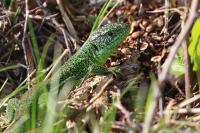 Lacerta bilineata