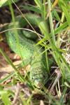 Lacerta bilineata